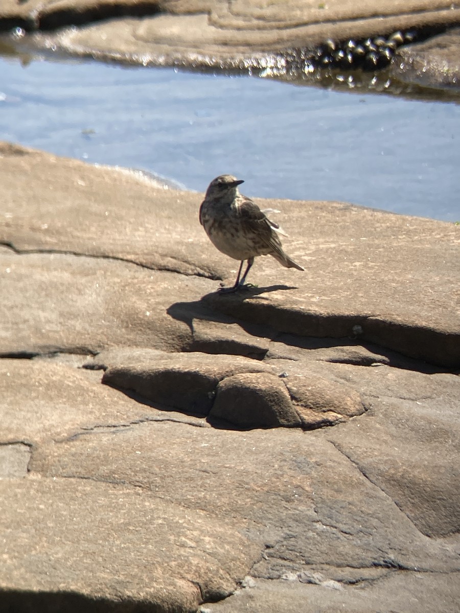 Rock Pipit - ML588558581