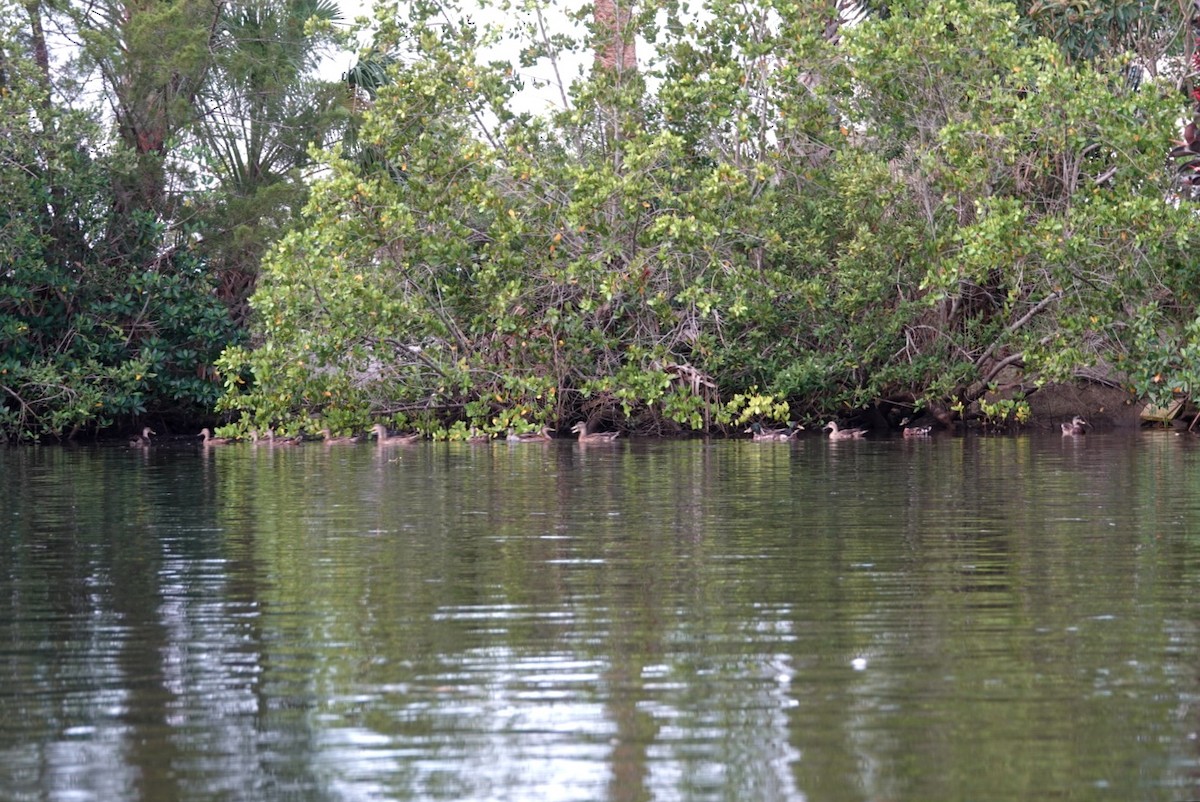 Canard colvert - ML588558671