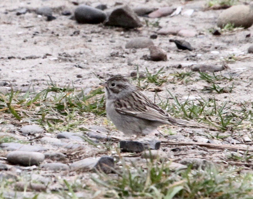 Brewer's Sparrow - ML58855971