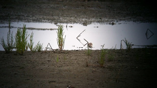 Curlew Sandpiper - ML588562131