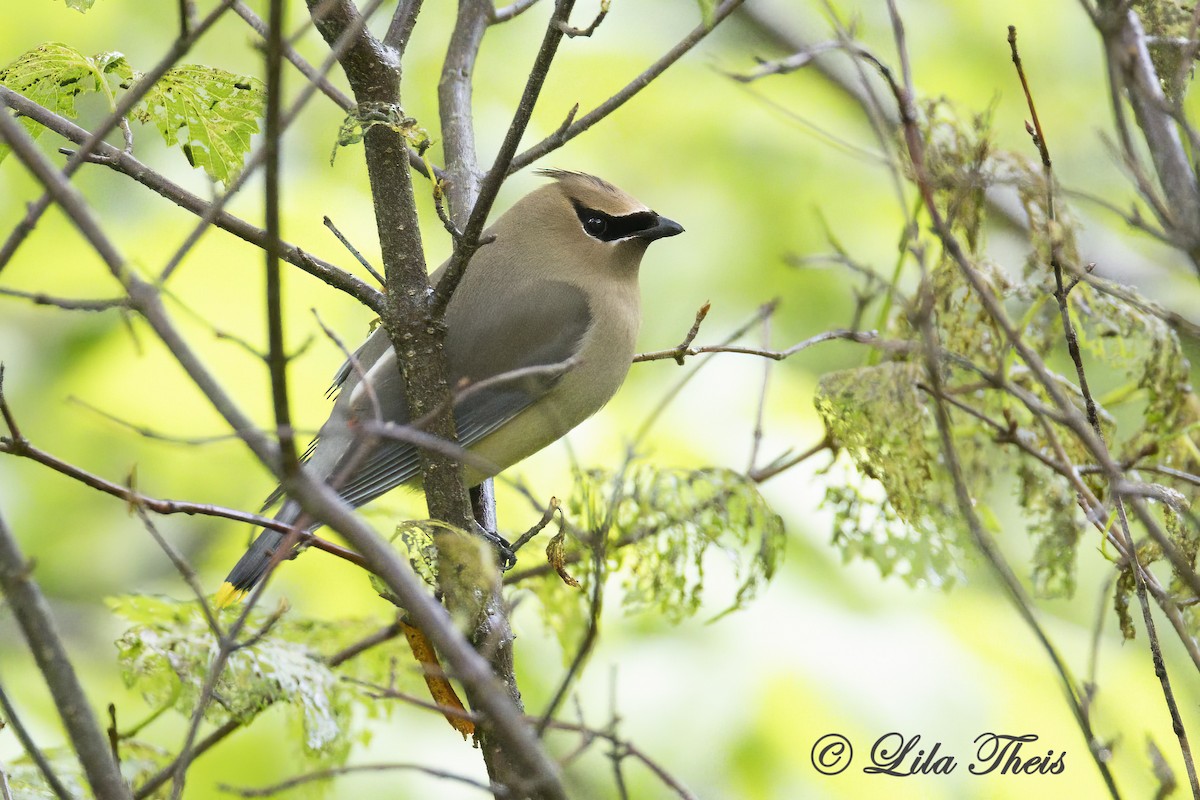 Cedar Waxwing - ML588562261