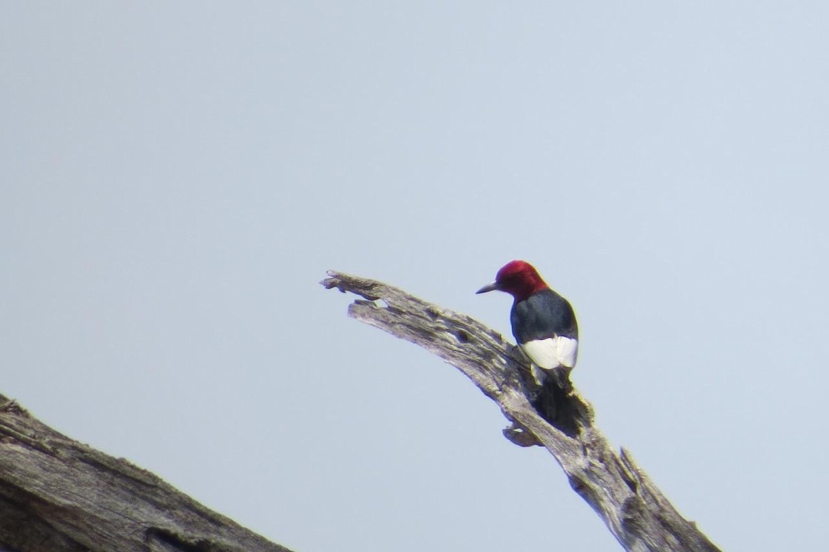 Red-headed Woodpecker - ML588563911