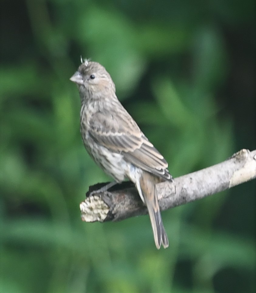 House Finch - ML588564161