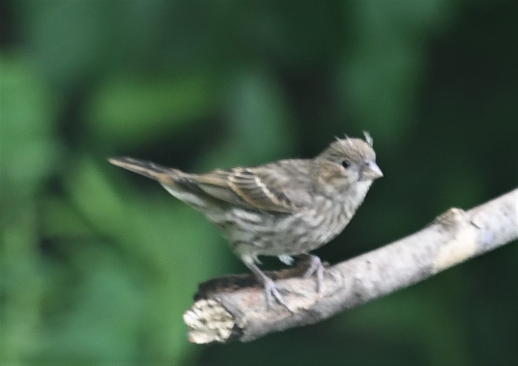 House Finch - ML588564171