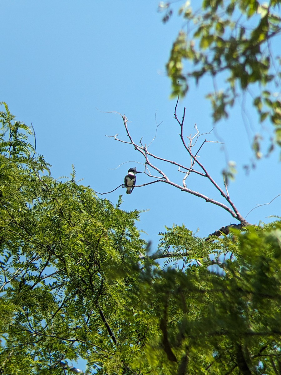 Belted Kingfisher - ML588564241