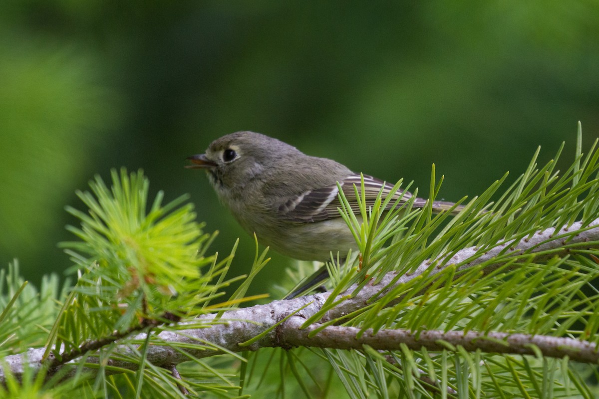 Hutton's Vireo - Griffin Richards