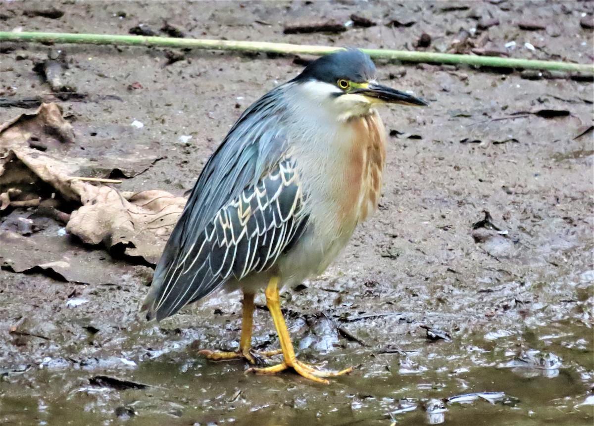 Striated Heron - ML588566341