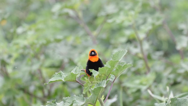 Southern Red Bishop - ML588567501