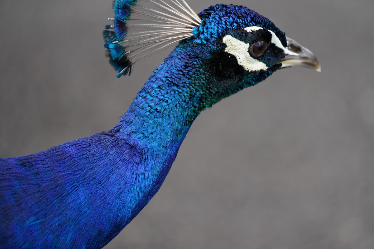 Indian Peafowl - ML588567701