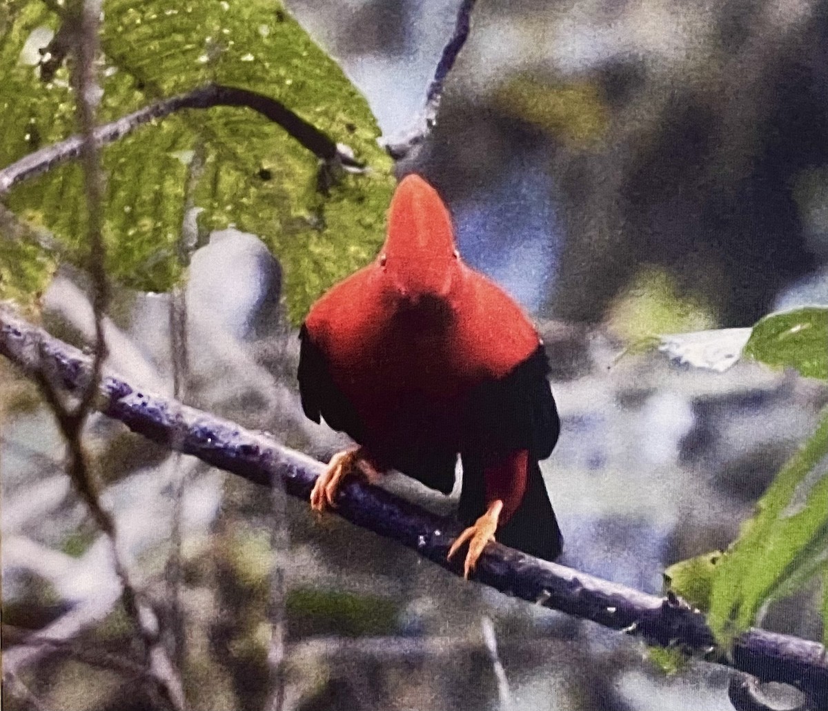 Gallito de las Rocas Peruano - ML588567831