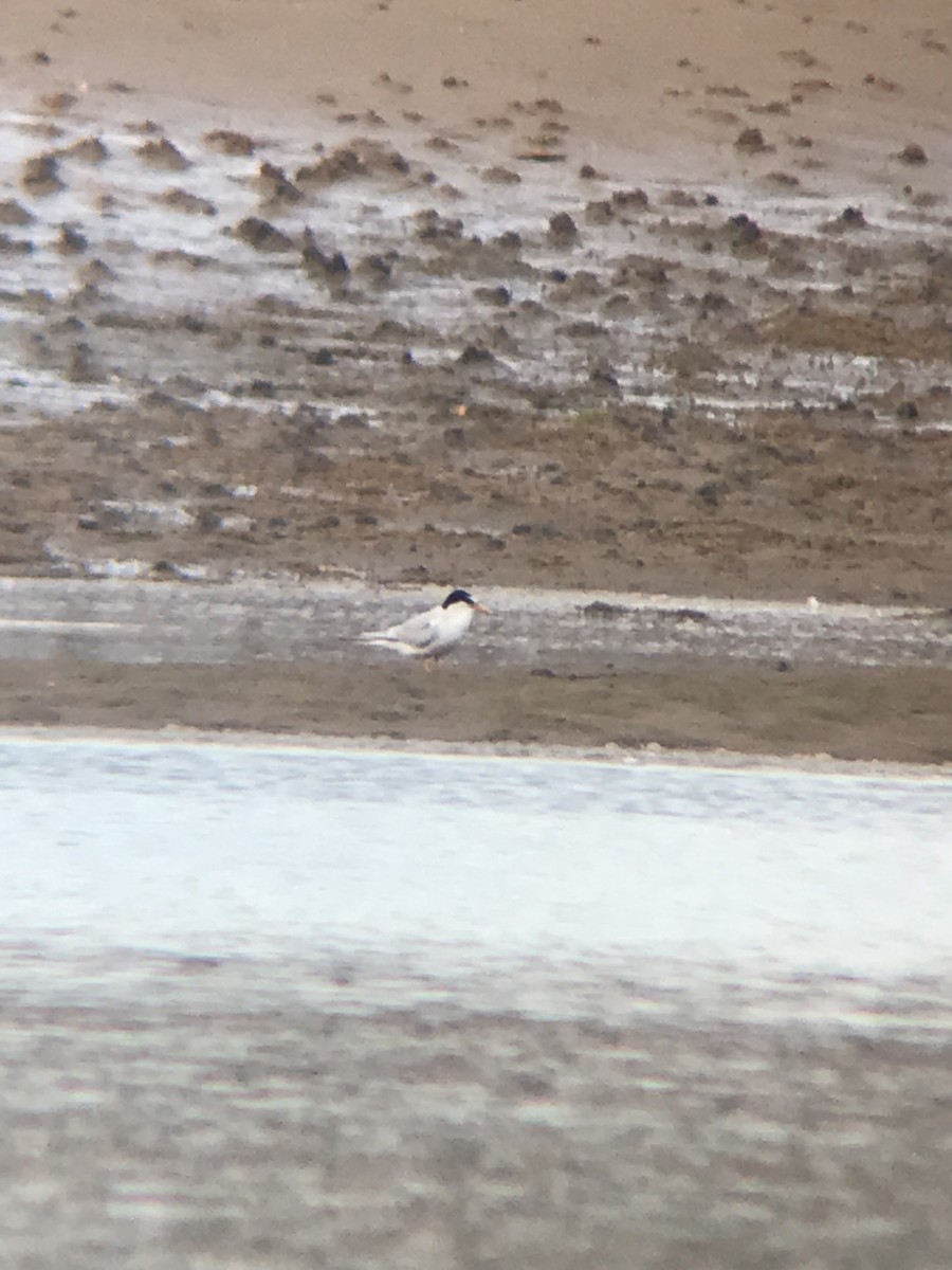 Little Tern - ML588569931