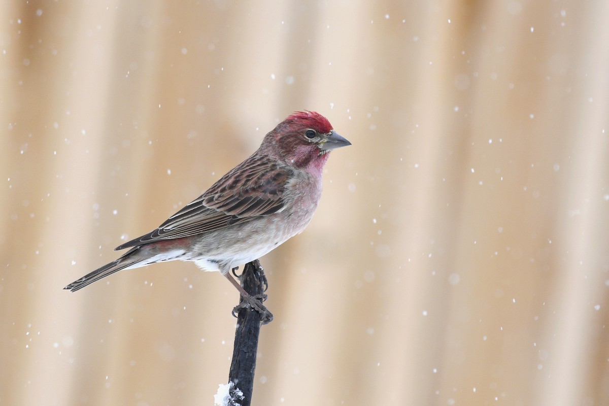 Cassin's Finch - Daniel Irons