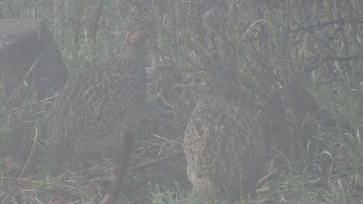 Chilean Tinamou - ML588571351