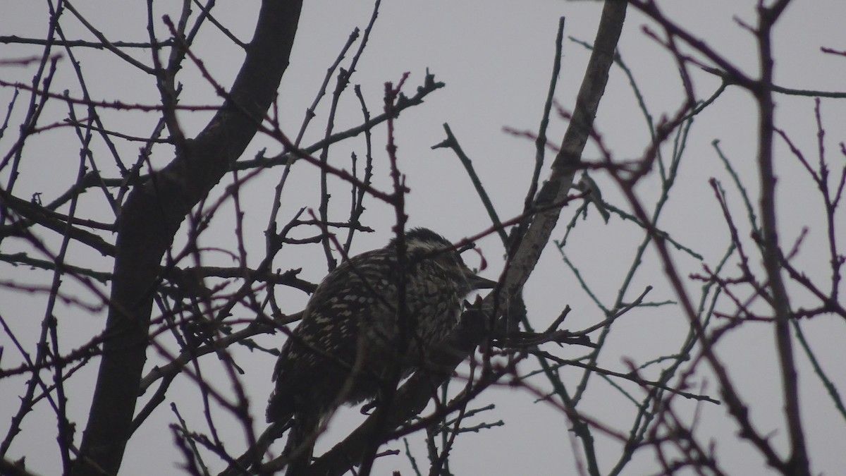 Striped Woodpecker - ML588571911