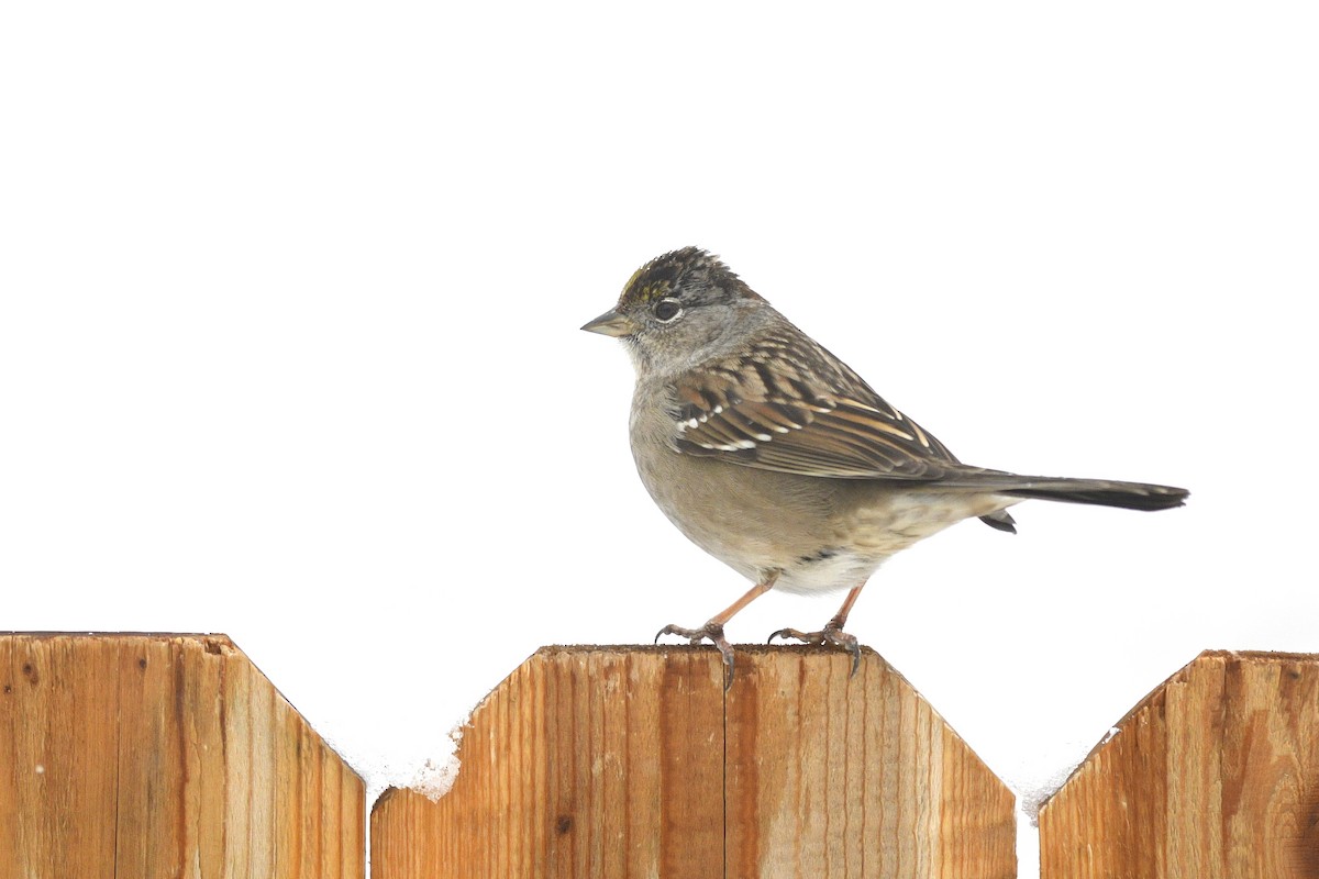 Golden-crowned Sparrow - Daniel Irons