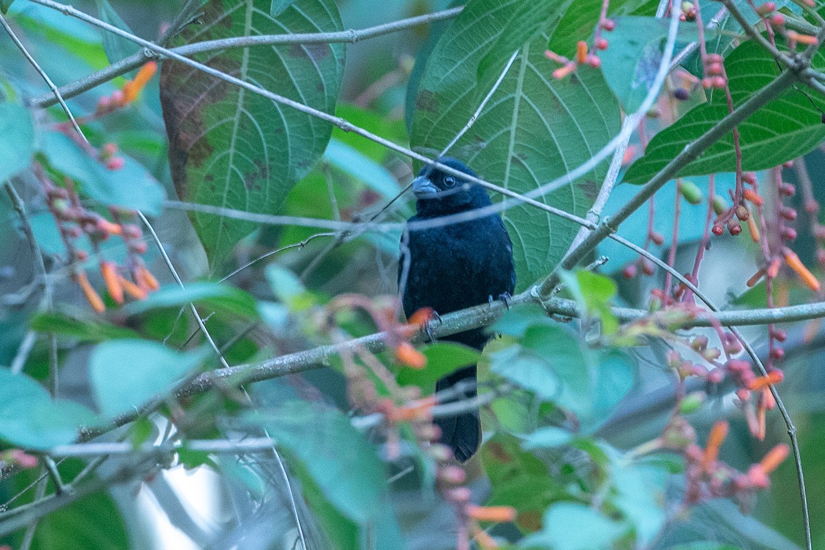 Variable Seedeater (Black) - ML588572491