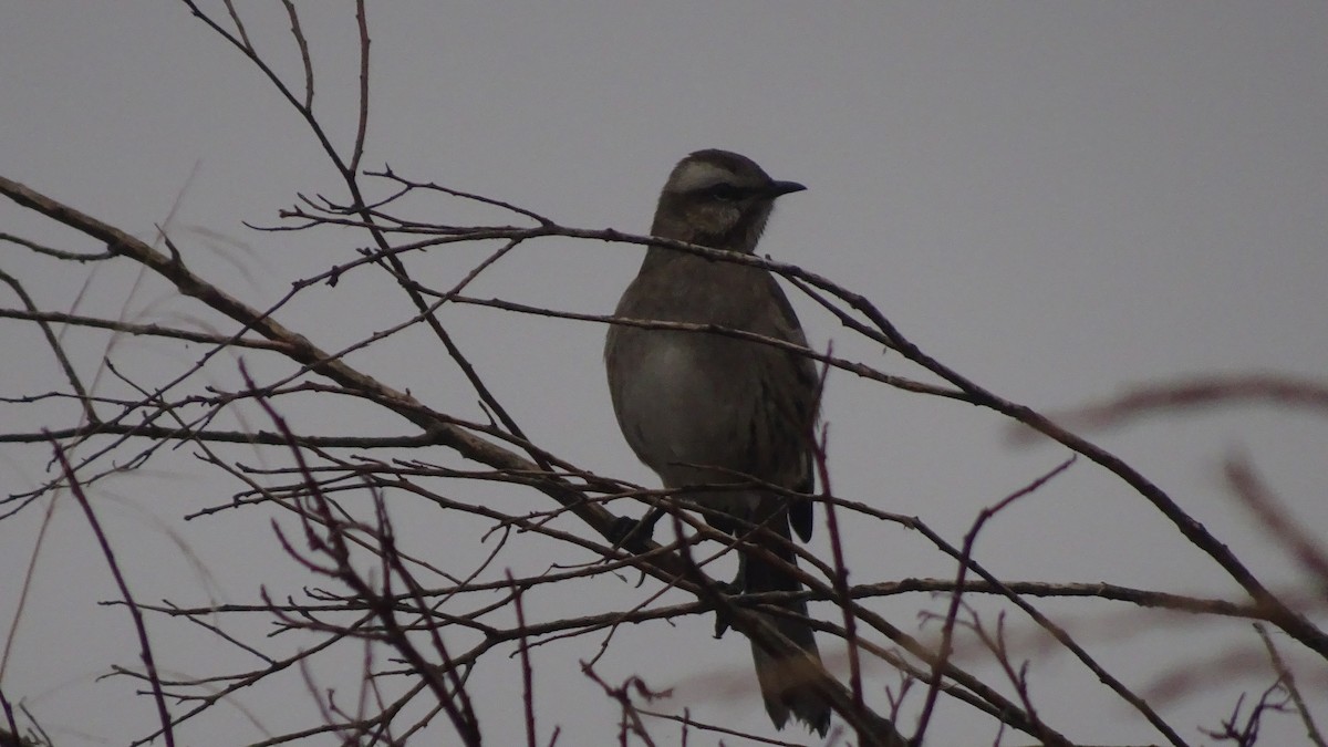 Chilean Mockingbird - ML588572611