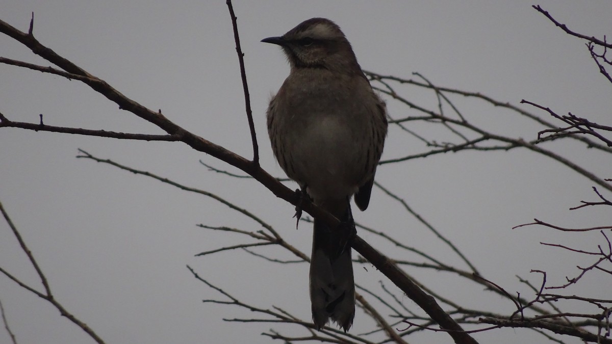 Chilean Mockingbird - ML588572621