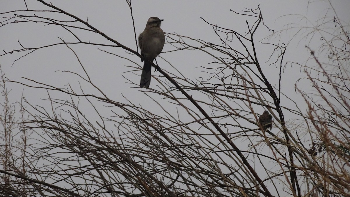 Chilean Mockingbird - ML588572631