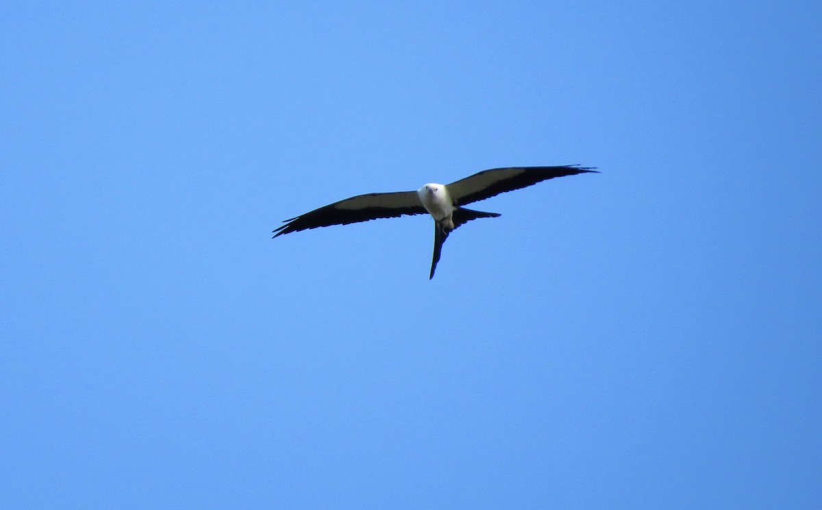 Swallow-tailed Kite - Susan Young