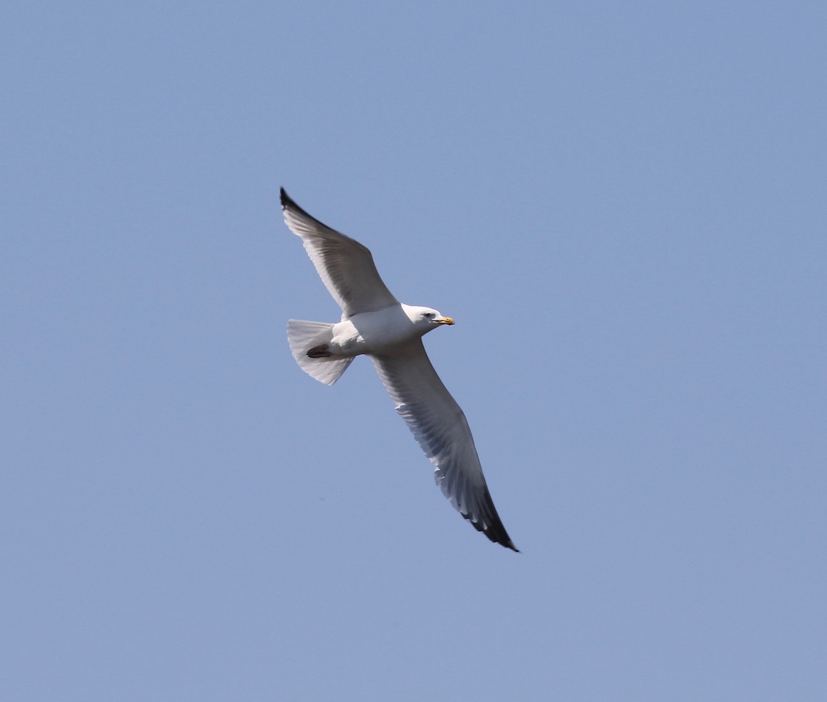 Herring Gull - Sandy Vorpahl