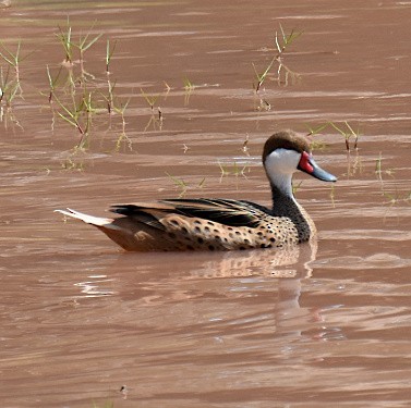 White-cheeked Pintail - ML588576361