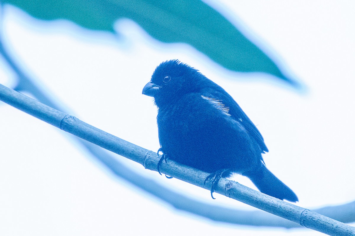 Variable Seedeater (Black) - Neil Hayward