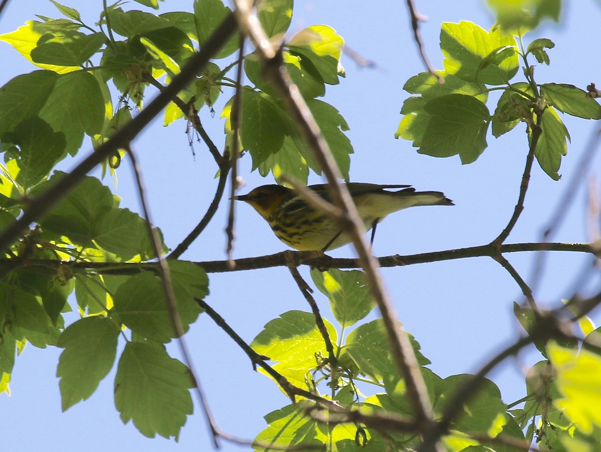 Cape May Warbler - ML588576691