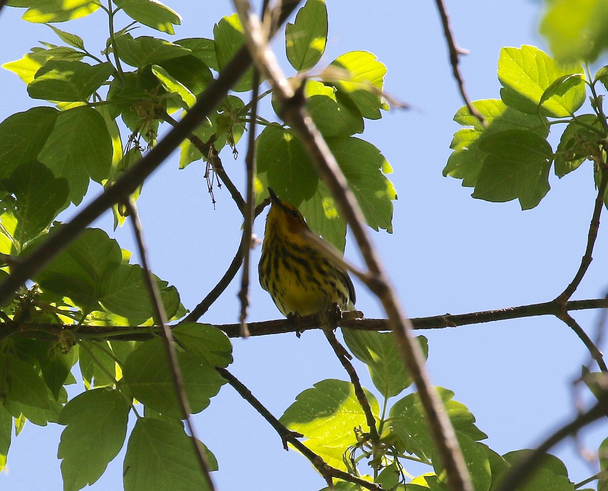 Cape May Warbler - ML588576701