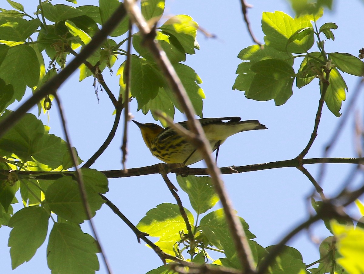 Cape May Warbler - ML588576711