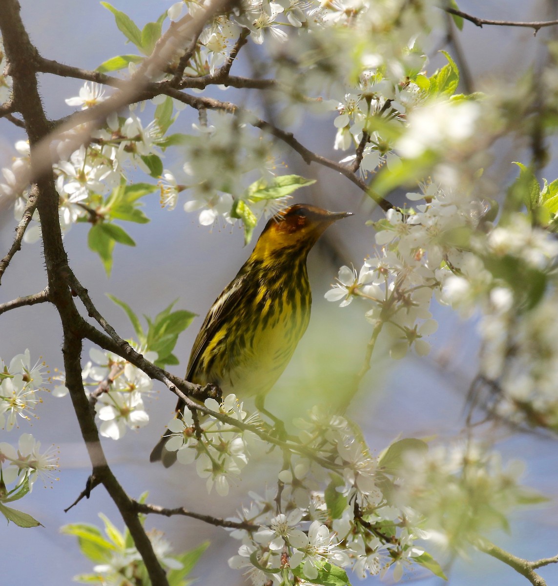 Cape May Warbler - ML588576731