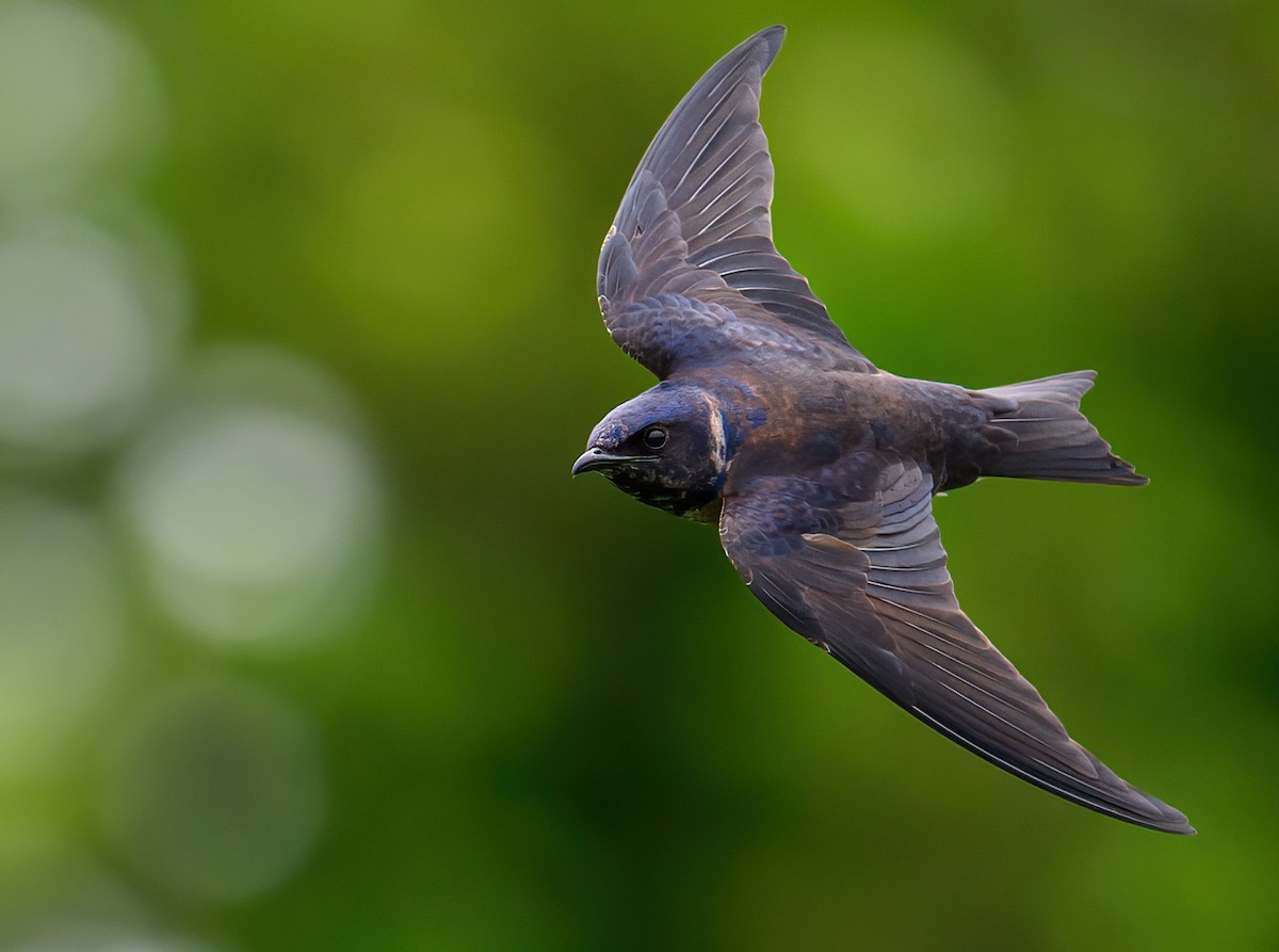 Purple Martin - ML588577081