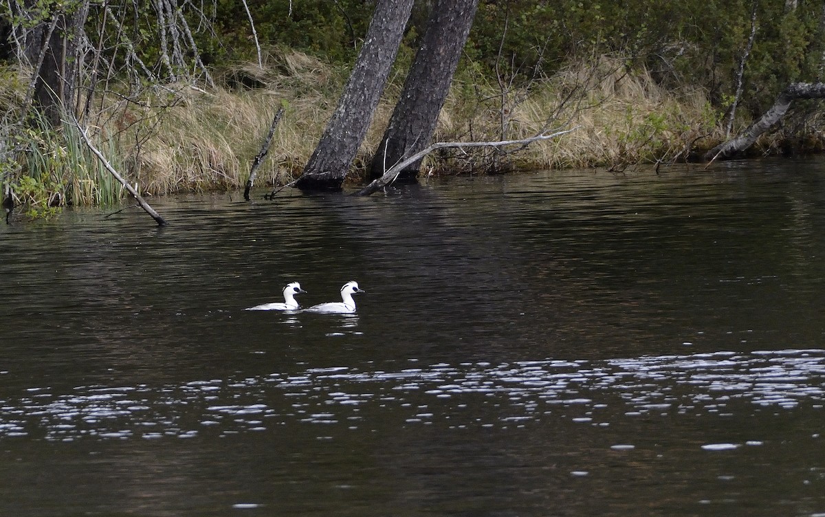 lappfiskand - ML588577101