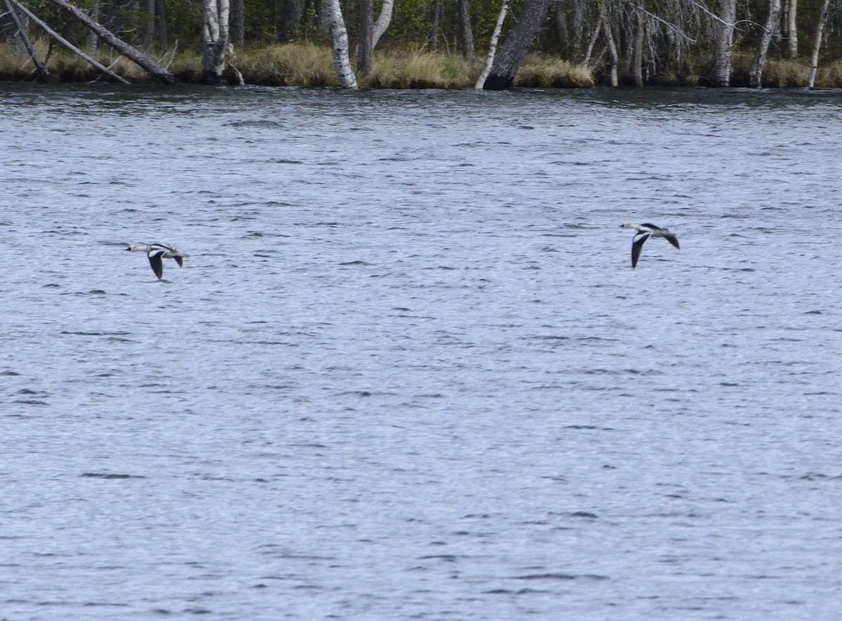 lappfiskand - ML588577111