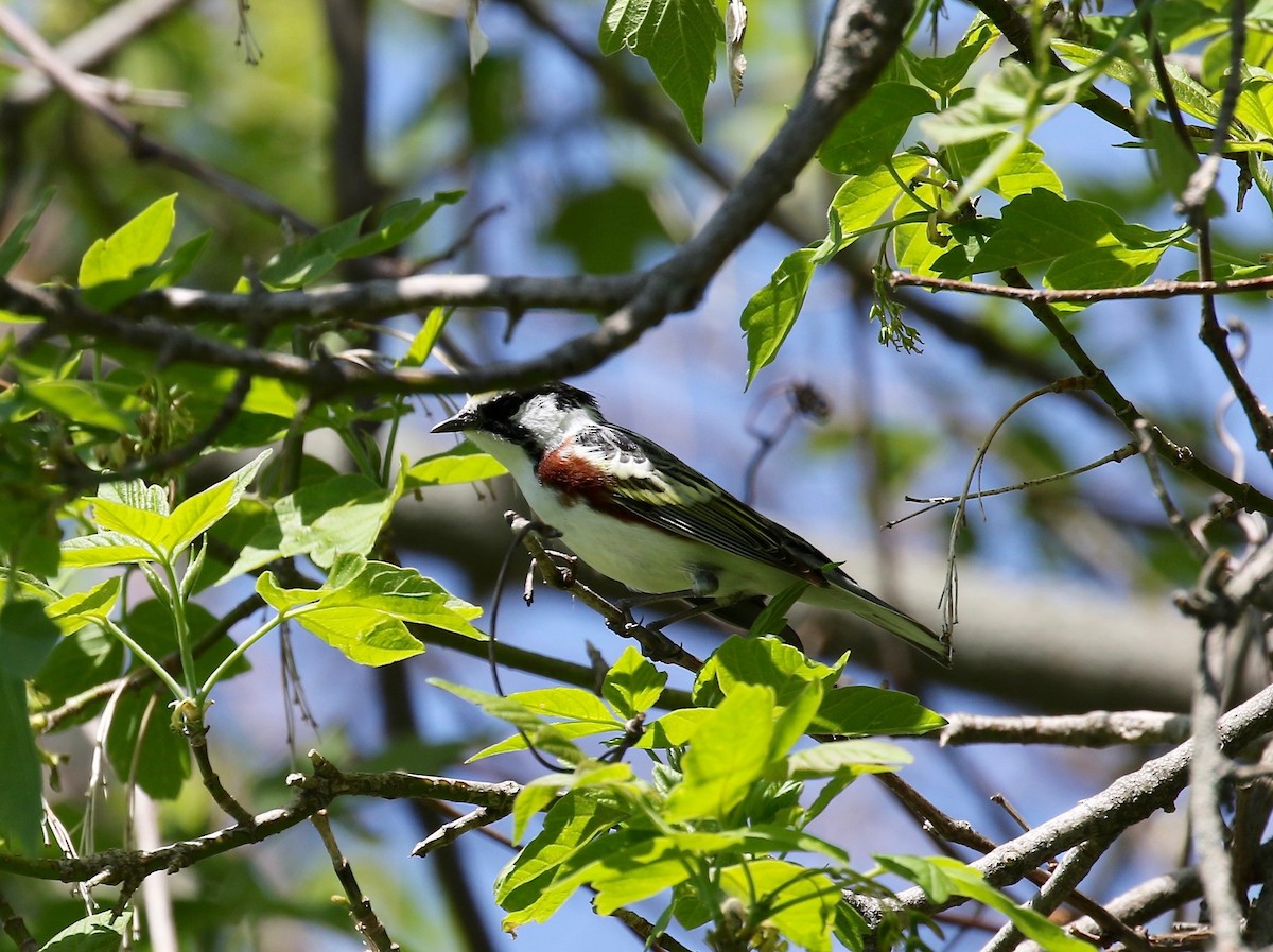 Chestnut-sided Warbler - ML588578031