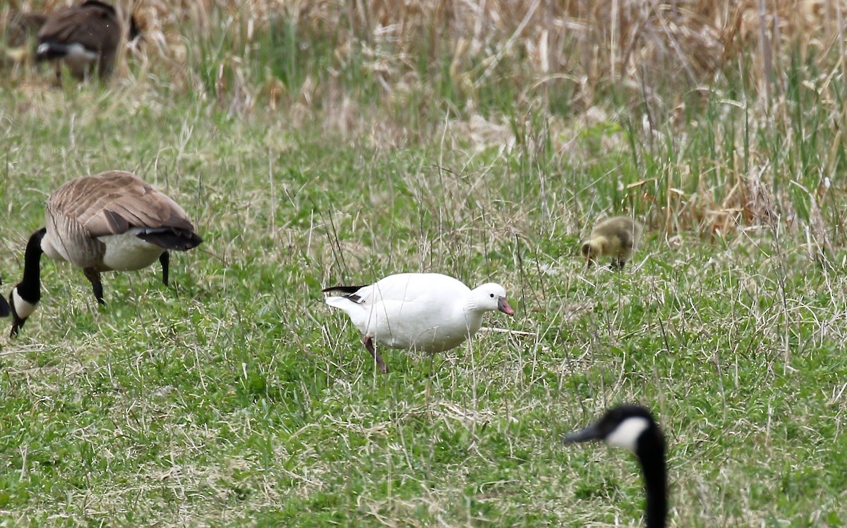 Ross's Goose - ML588579191