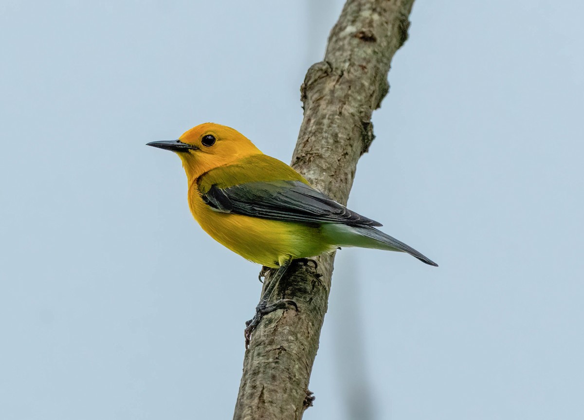 Prothonotary Warbler - Eric Bodker