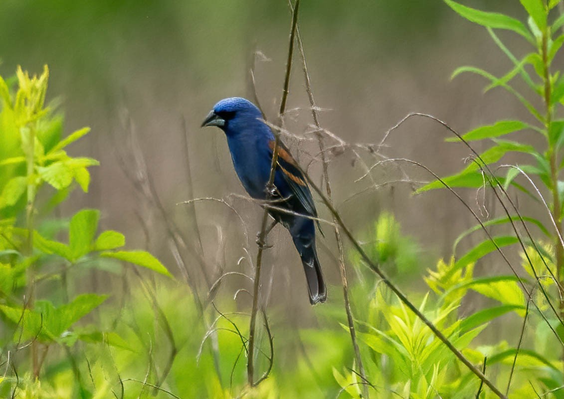 Blue Grosbeak - Eric Bodker