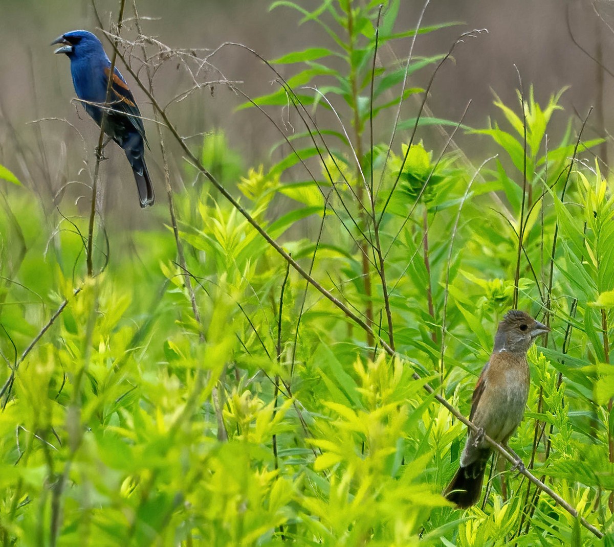 Blue Grosbeak - Eric Bodker