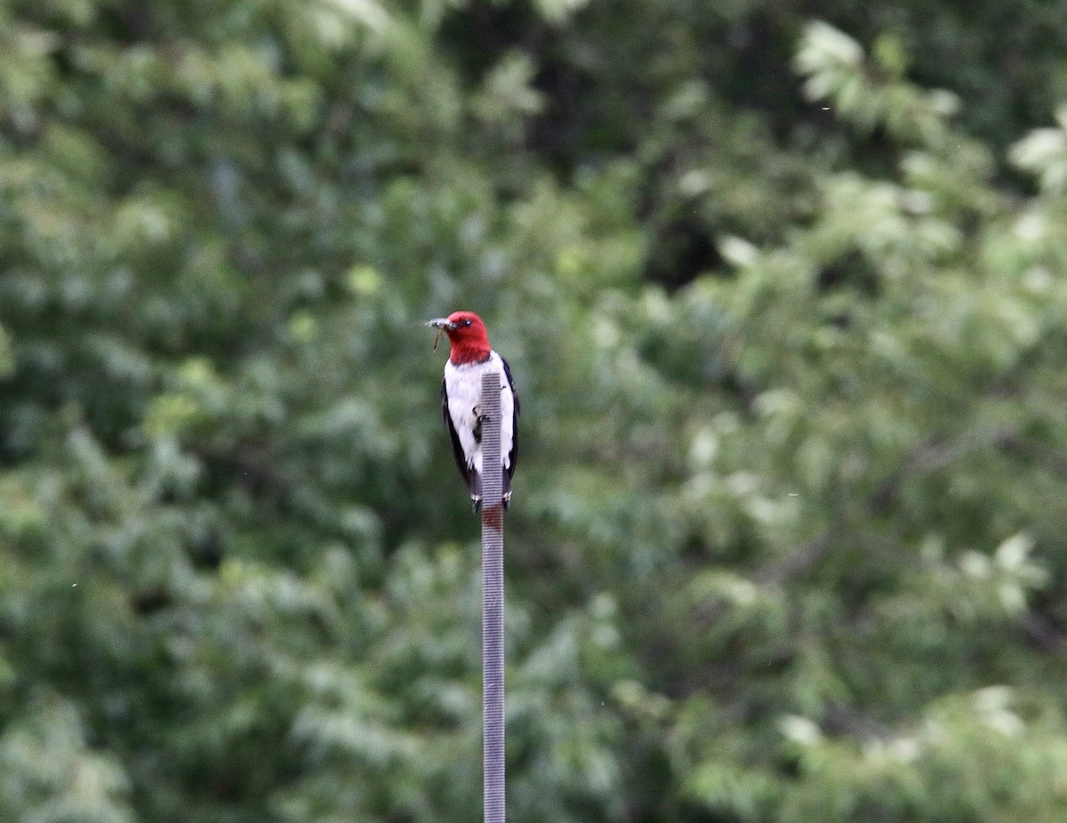Red-headed Woodpecker - ML588581411
