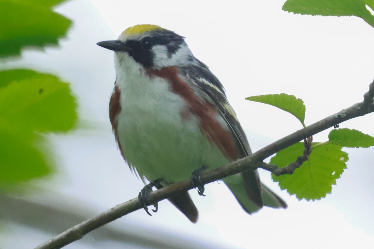 Chestnut-sided Warbler - ML588582711