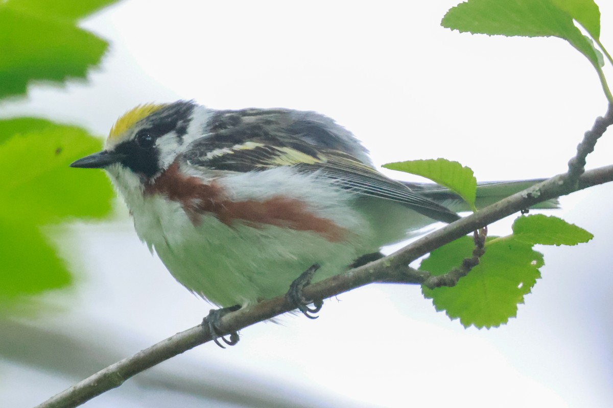 Chestnut-sided Warbler - ML588582721