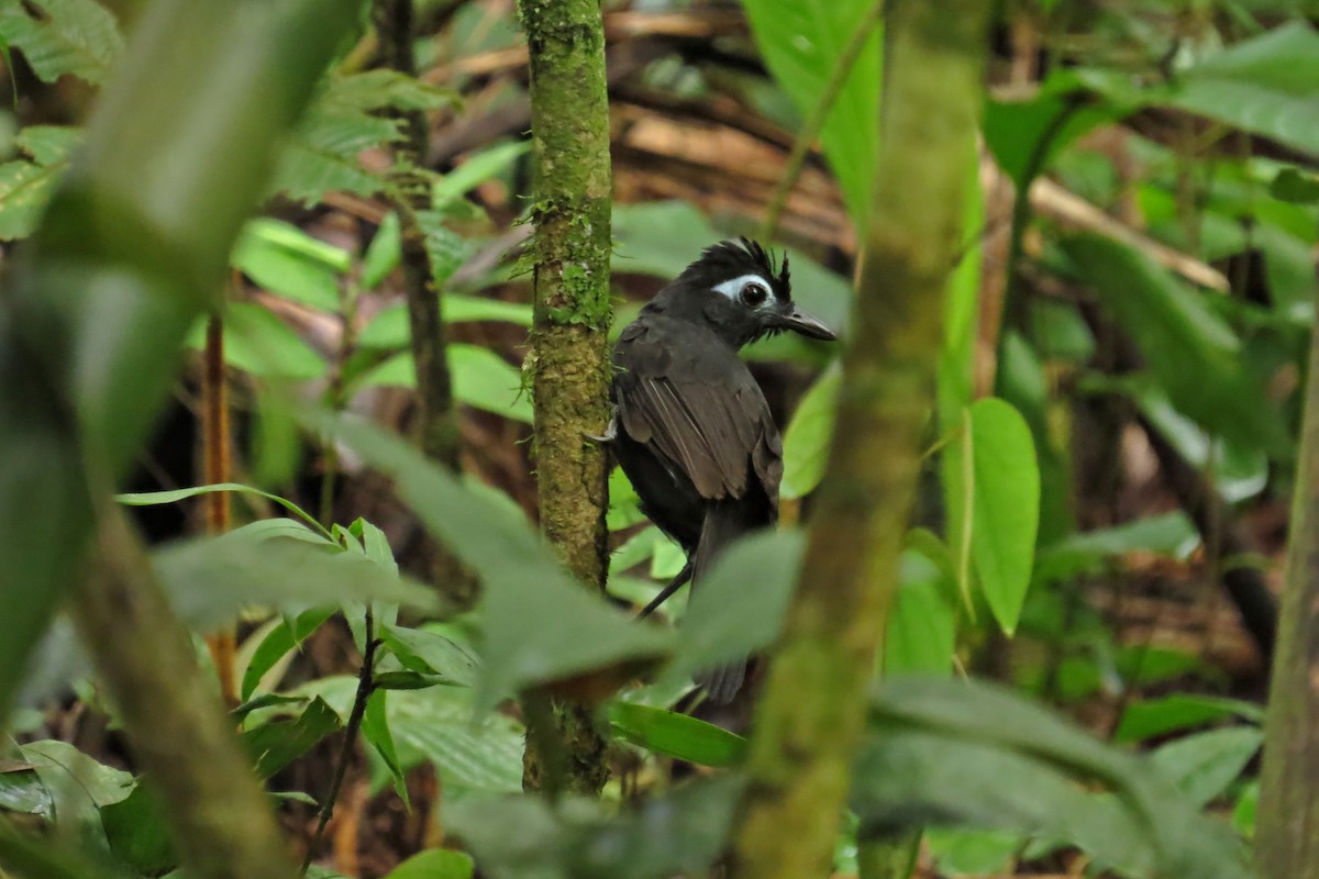 Sooty Antbird - ML588583201