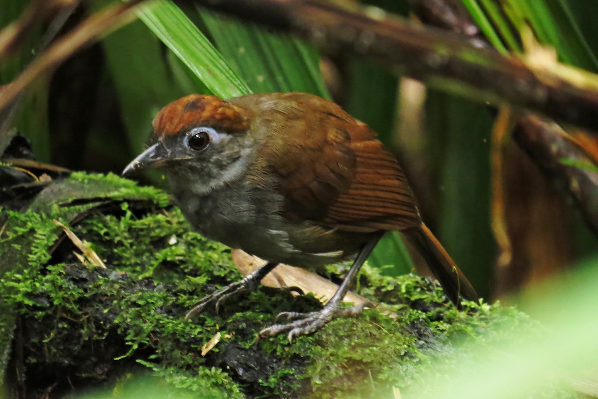 Sooty Antbird - ML588583211