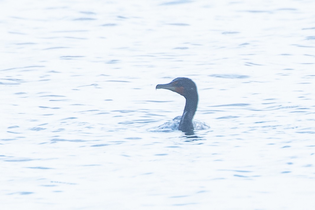 Double-crested Cormorant - ML588583791