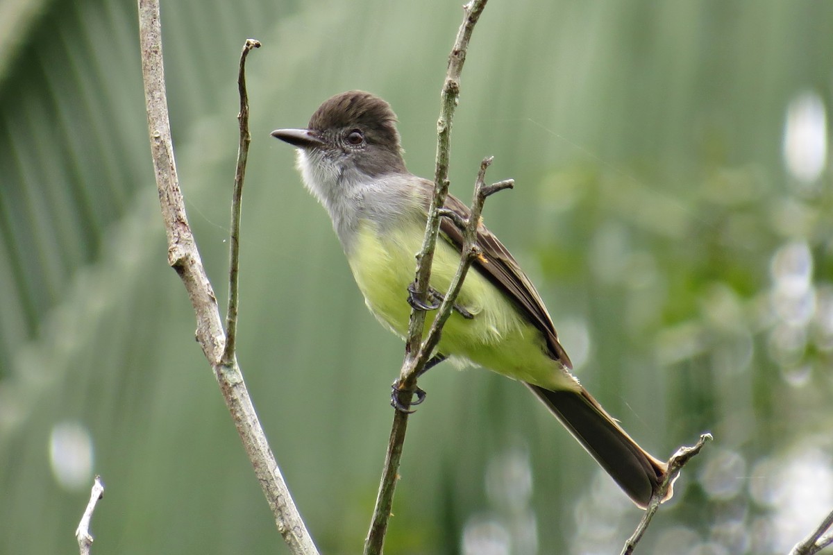 Short-crested Flycatcher - ML588585261