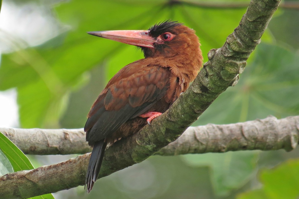 Purus Jacamar - Tomaz Melo