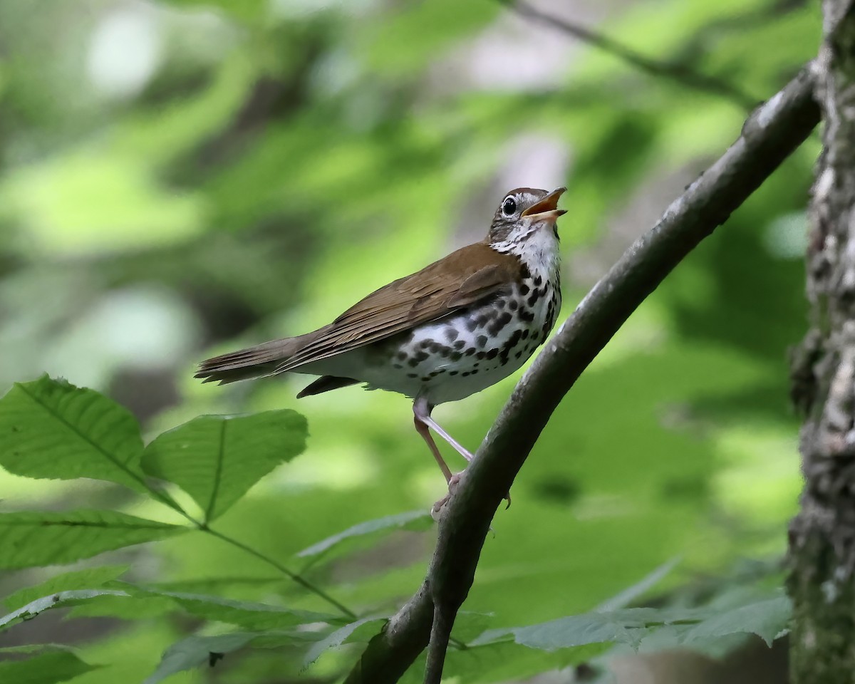 Wood Thrush - ML588587471