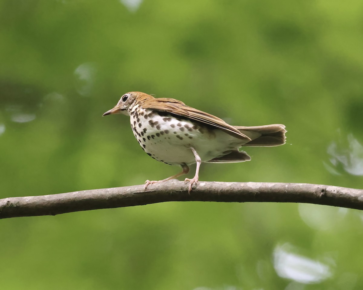 Wood Thrush - ML588587481