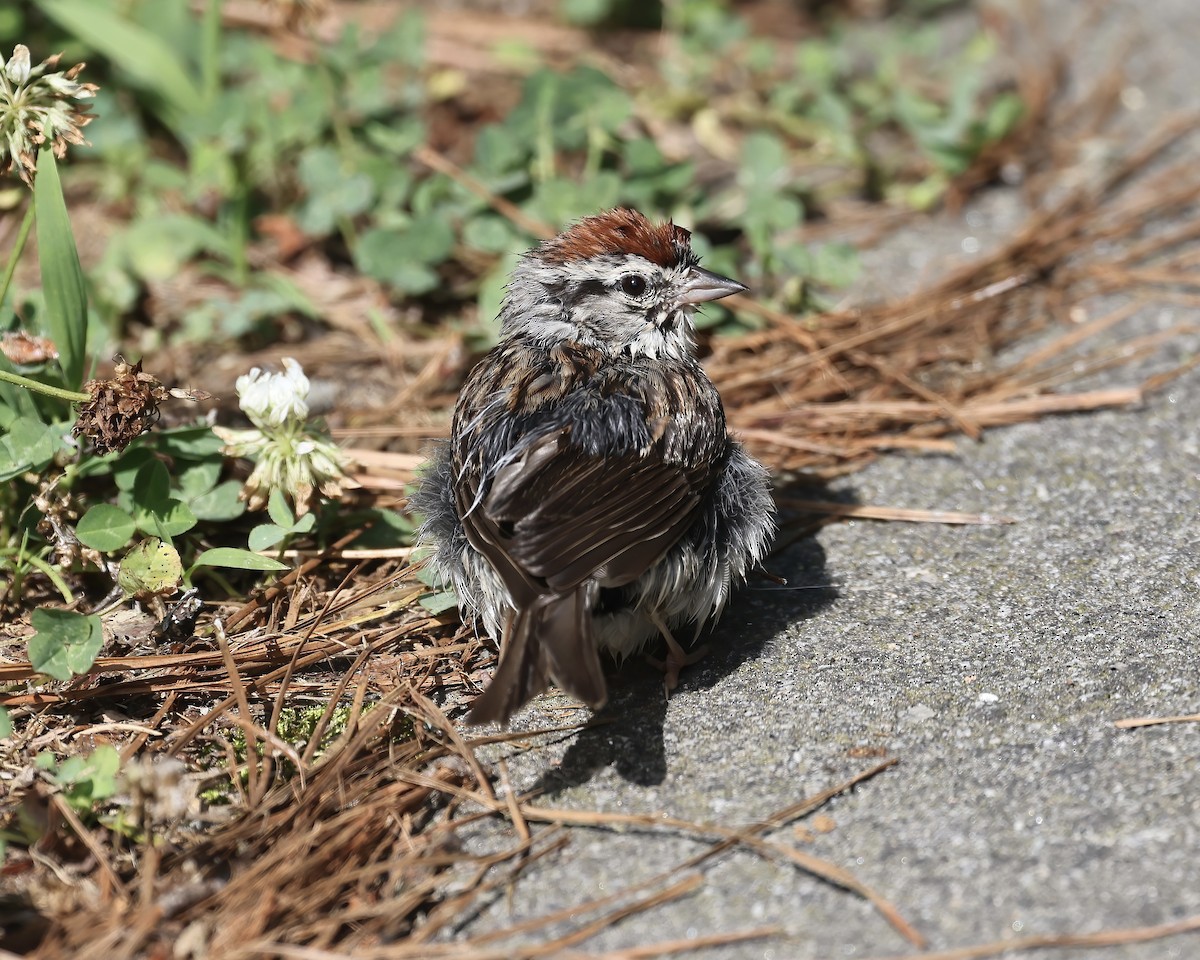 Chipping Sparrow - ML588587541